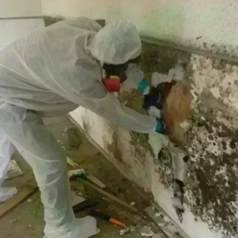 Mold Remediation and Removal in Ellington, CT